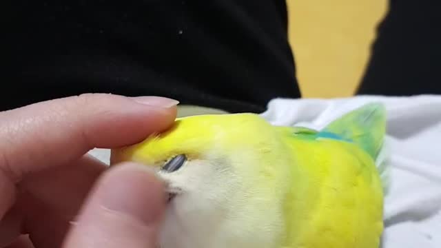 Scratching Parrots lovebird