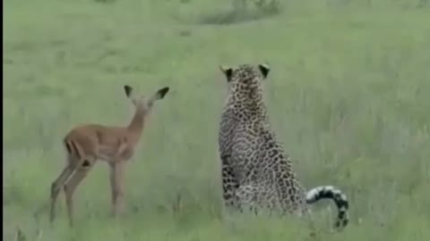 A tiger playing with a baby deer