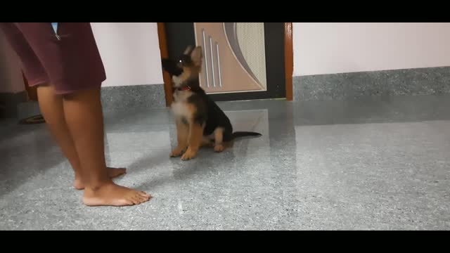 German Shepherd Puppy 9 Weeks Old Basic Obedience training | Most Intelligent Dog Breed 😍👻