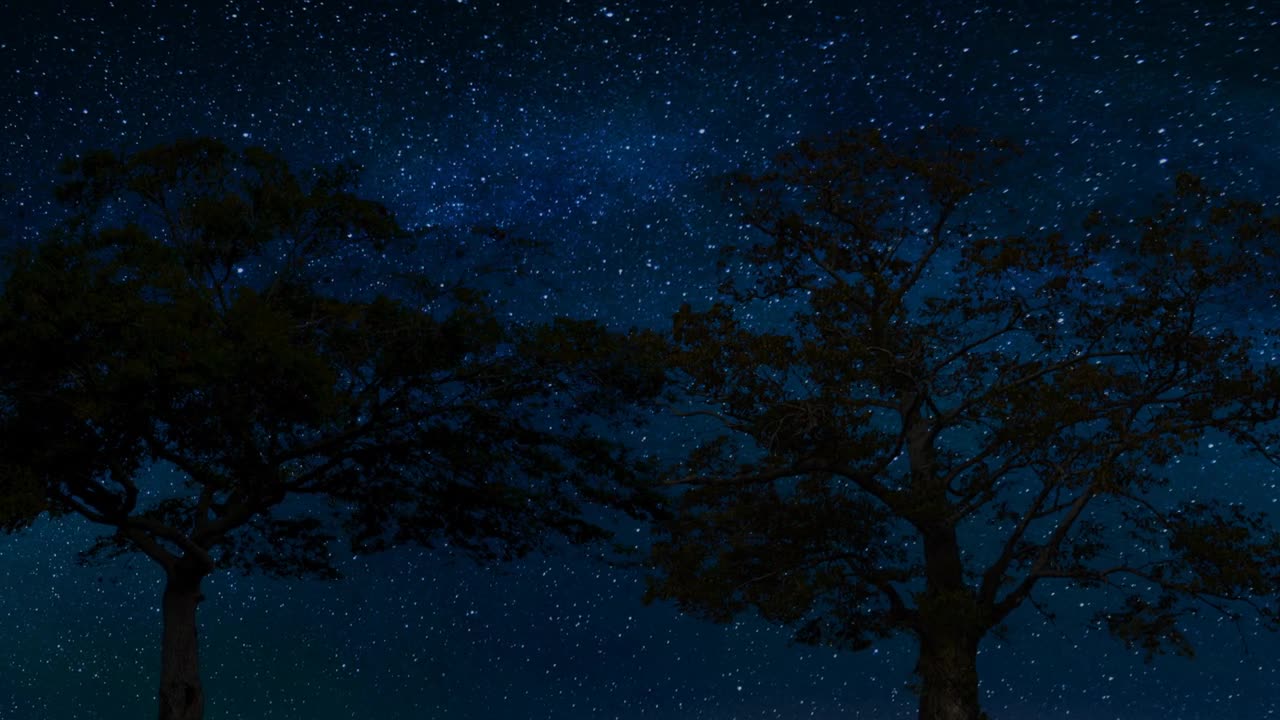 Time Lapse of 2 Trees with Shooting Stars