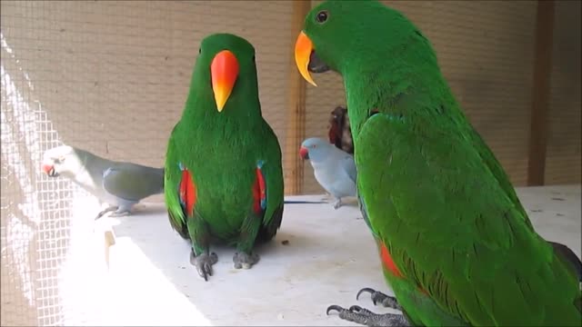 Funny Birds & Parrots That Talk And Sing