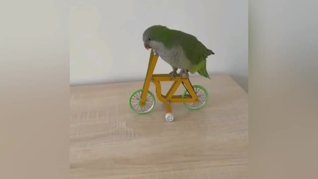 Cyclist parrot😳😂