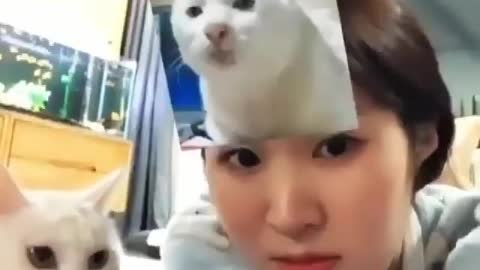 Funny and Cute Cats Videos #120 │ Gadis Sekarwangi