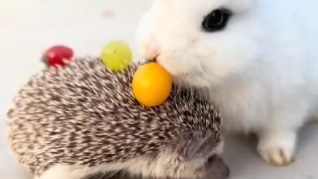 Little hedgehog carrying fruit for rabbit to eat