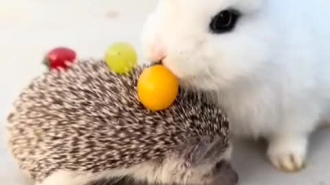 Little hedgehog carrying fruit for rabbit to eat