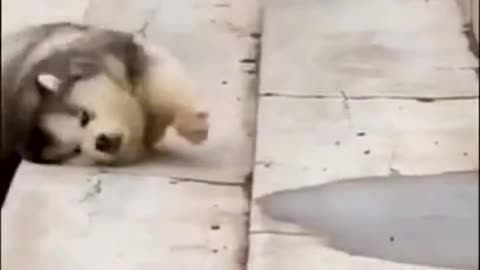 Animals Funny Videos #shorts