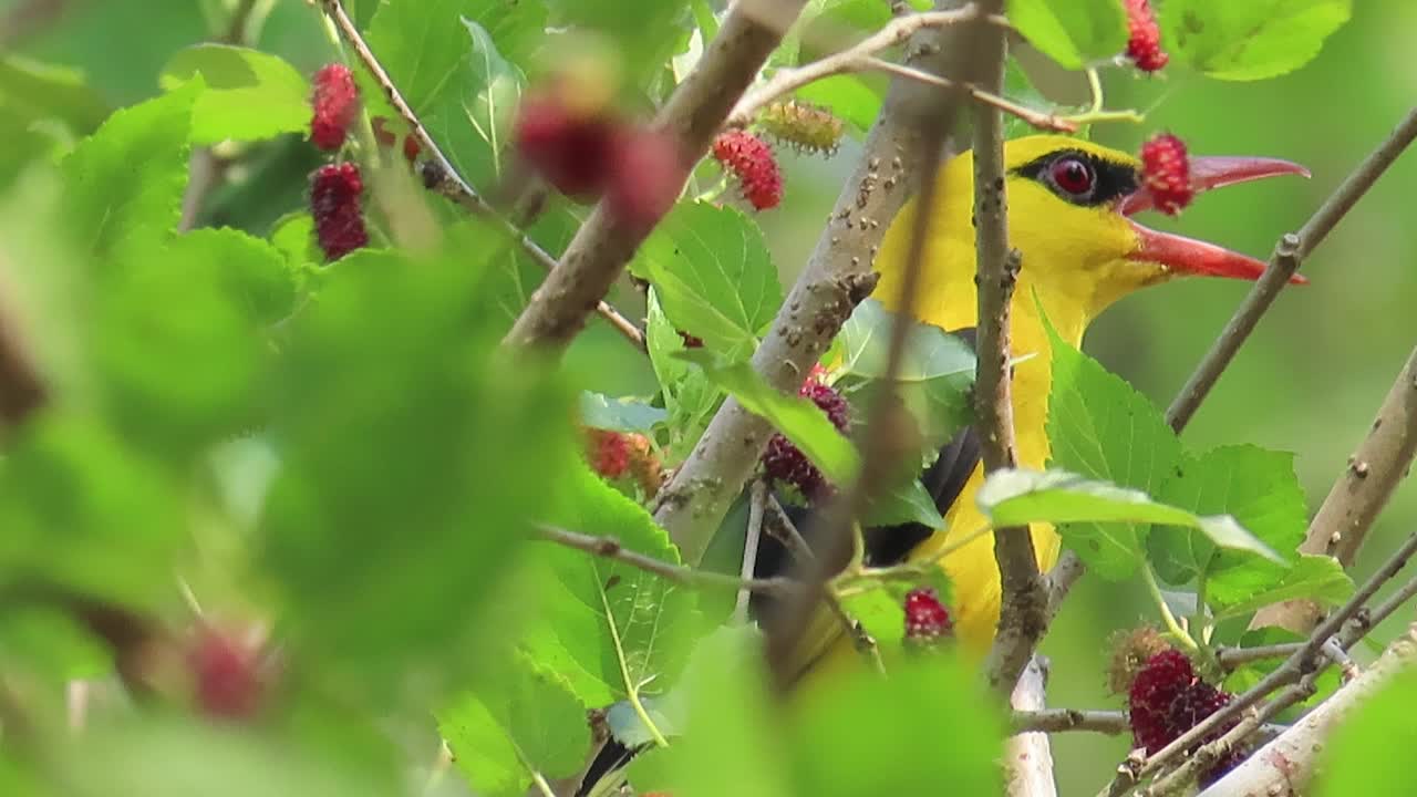 Yellow bird's eyes between mulberry fruits