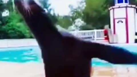 Funny seal going crazy