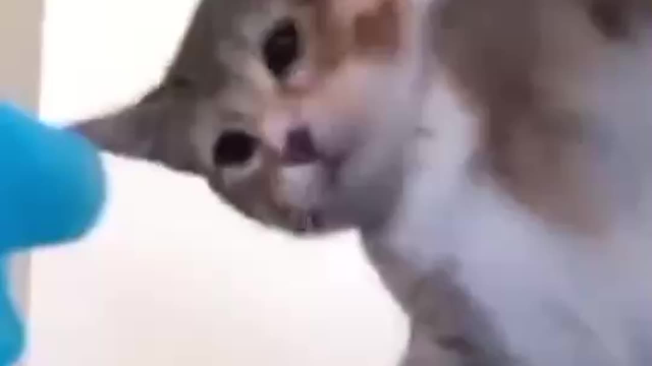 Funny and Cute Cats: A Guide to Finding the Perfect Pet