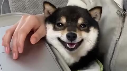 dog happy smile