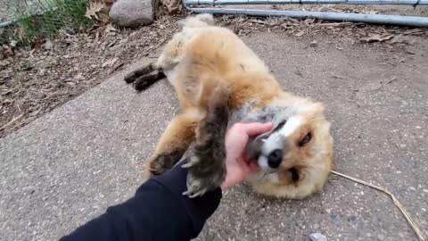 The foxes laughing