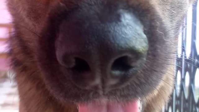 Cute German Shepherd puppy video