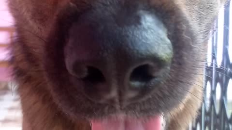 Cute German Shepherd puppy video