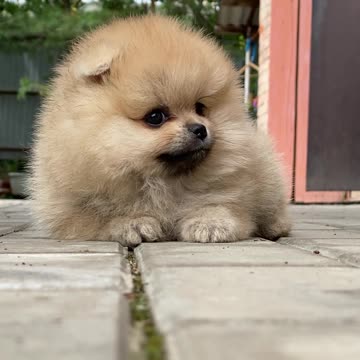 Puppy Lying on the Floor // Video compilation