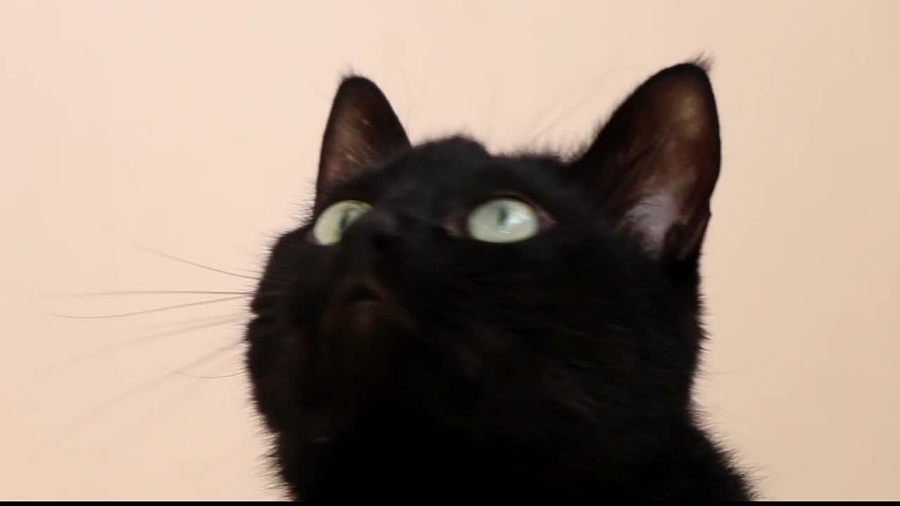 Funny black kitten playing