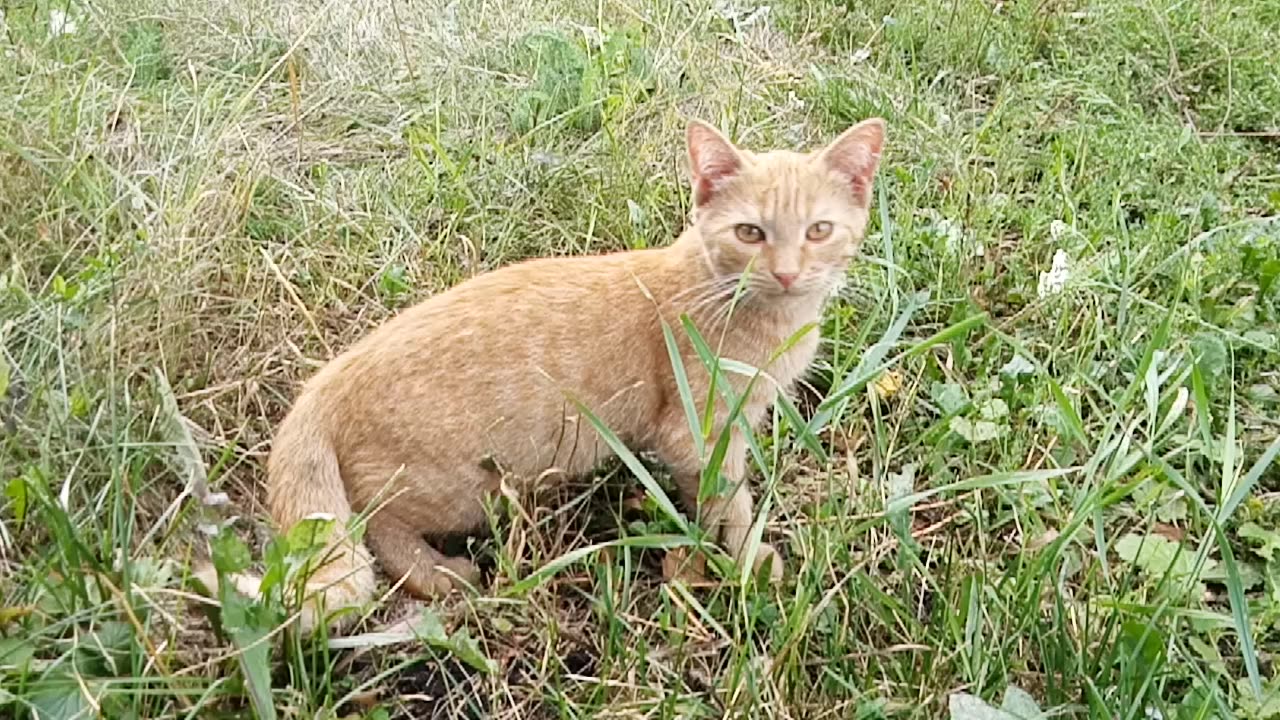 The red kitten is walking.