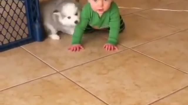 Funny baby and dog (nice video )