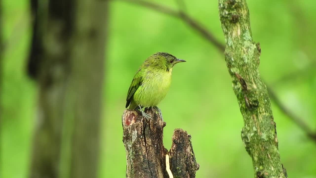 Oiseau vert