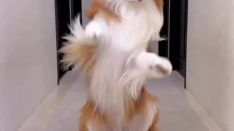 Dog dance video 😍 funny 😄