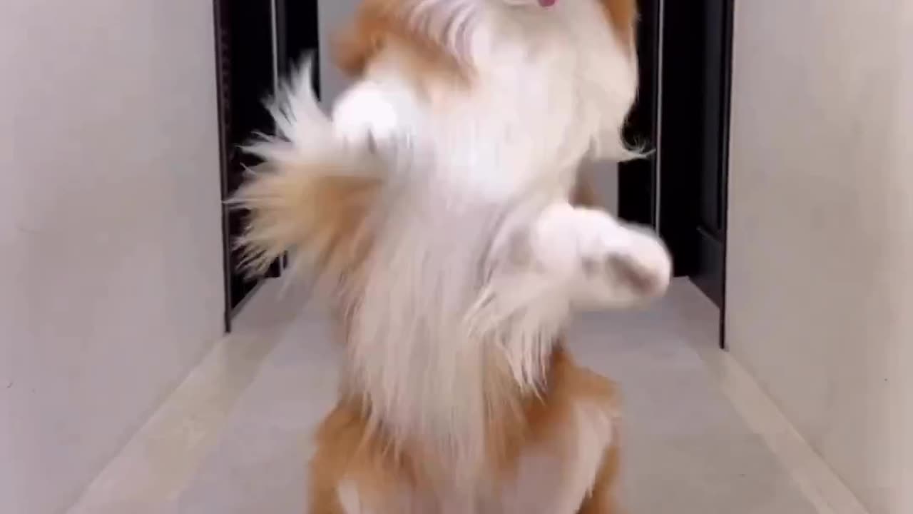 Dog dance video 😍 funny 😄