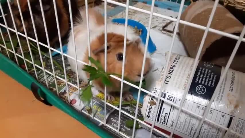 AFTERNOON SNACK PIG GUINEA