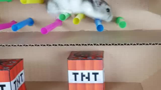 Have you ever seen a hamster run?