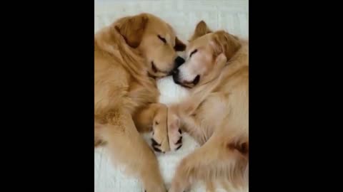very cute video