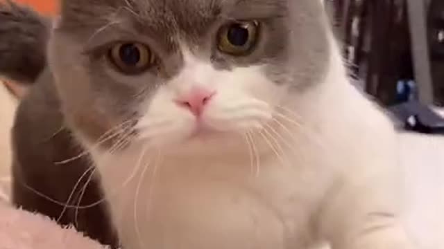 Cute Cats and Funny Animals Compilation 😹 Try Not To Laugh Challenge - Cute Cat