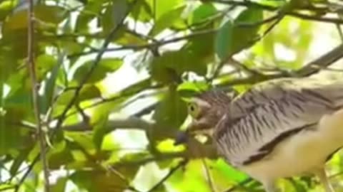 ¡Descubre cómo las aves protegen ferozmente sus nidos de los lagartos!