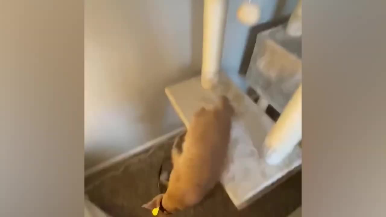 Here we start our adventure. Please, get in.... THE CAT TRAIN!!!