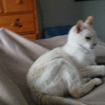 When cat love you pt.1