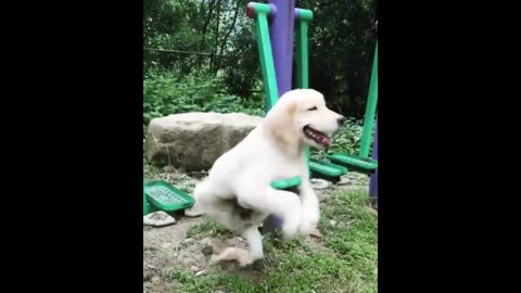 ♥Cute Puppies Doing Funny Things 2021♥ #10 Cutest Dogs