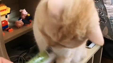 Kitten's ears twitched