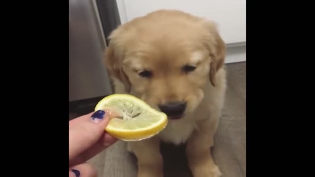 Cute and Funny Cat Dog