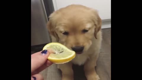 Cute and Funny Cat Dog