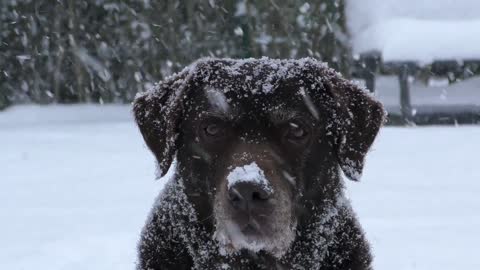 See the dog in the snow, how cute it is