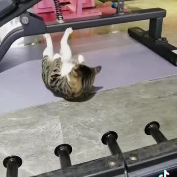 Cat funny exercise hahahaha