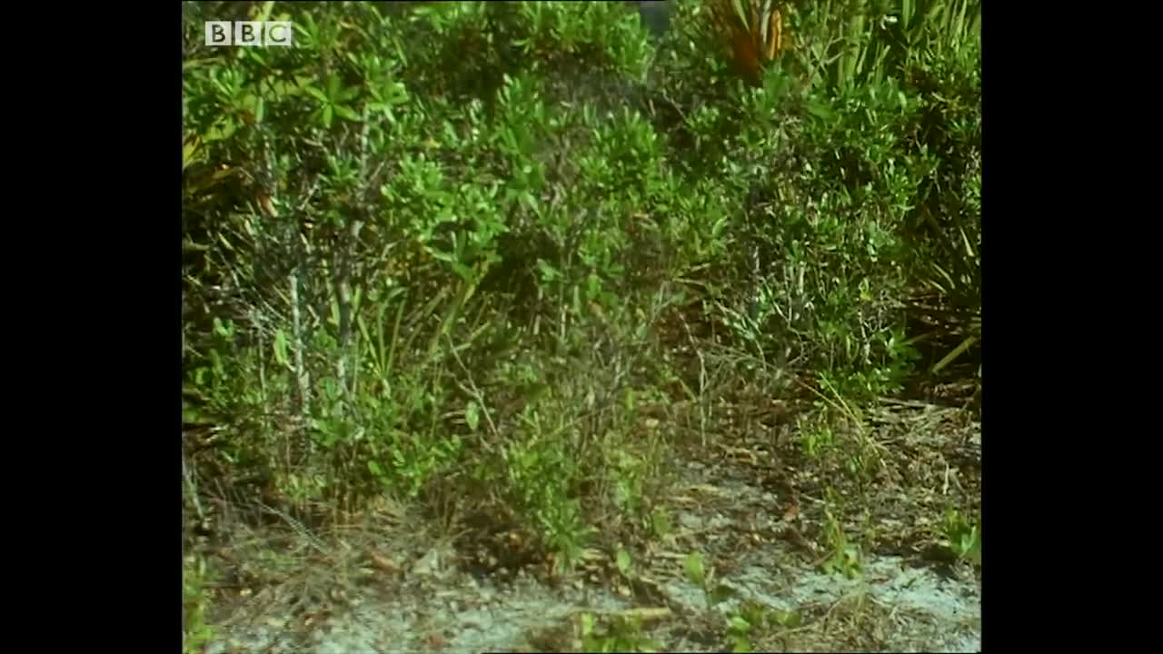 Birds Stealing From Other Birds | Trials Of Life | BBC Earth