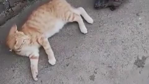 Funny cat