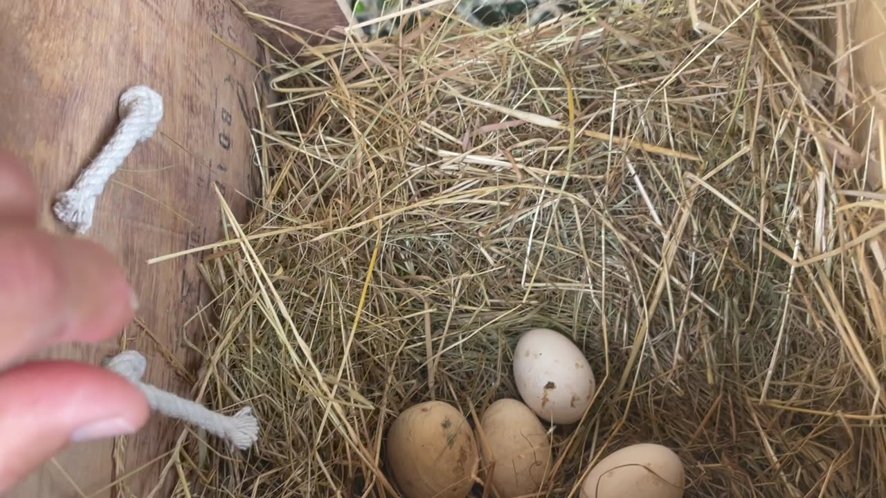 Our first Egg from the new chickens