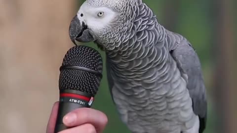 Very Intelligent Parrot talk and voice over many animals