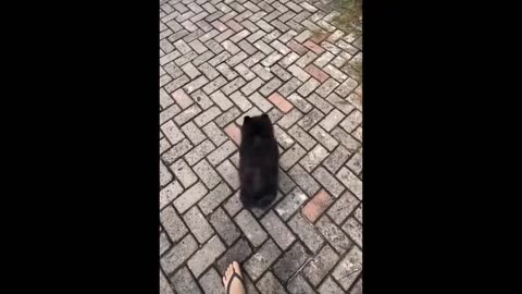 The most funny dogs & cats videos