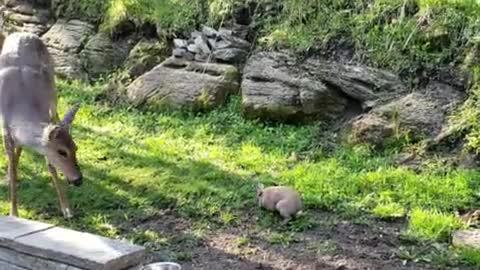 Super friendly rabbit incredibly plays with wild deer 1