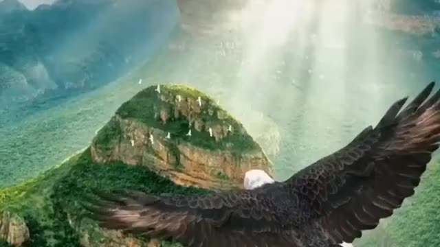 King of eagle