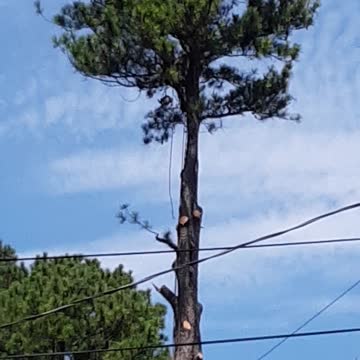 Tree Decostruction p2