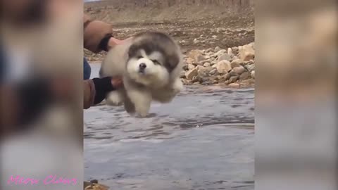 Baby Alaskan Malamute Cutest and Funniest white