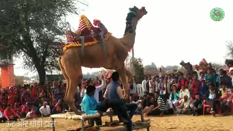 Shekhawat camel dance.