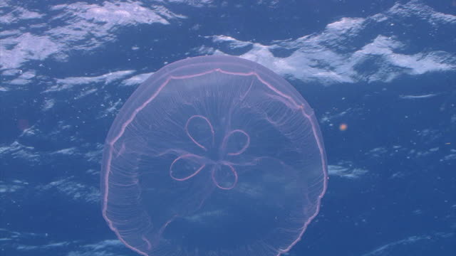 cool looking jelly fish , transparent jelly fish