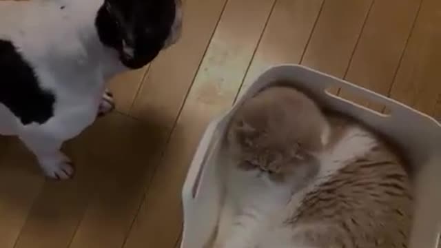 My cat is angry with my lover, worry about patting her