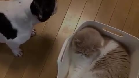 My cat is angry with my lover, worry about patting her